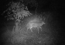 9 Best Night Game Trail Cameras