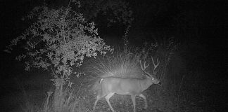 9 Best Night Game Trail Cameras