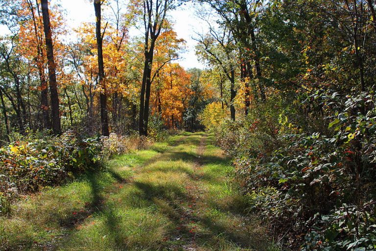 What is a Game Trail? Game Camera World