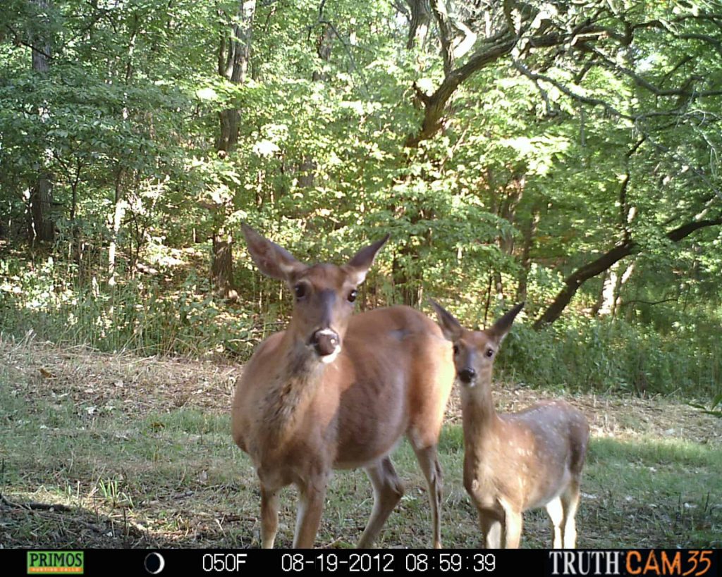 How Does A Game Trail Camera Work Game Camera World