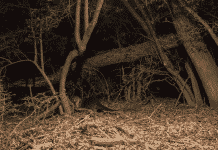 10 Best Motion Activated Game and Trail Camera 10 Best Motion Activated Game and Trail Camera