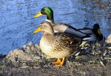 10 Best Waterfowl Game Calls Reviews 10 Best Waterfowl Game Calls